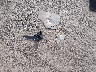 5NMJACAE7NH****** Destrozados 2022 Hyundai Tucson en Estado de Nueva York
