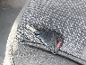1D7HU16247J****** Salvage 2007 Dodge Ram 1500 in Indiana State