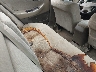 JHMCG6698YC****** Wrecked 2000 Honda Accord in Salt Lake City