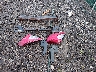 2HGFC1F98JH****** Destrozados 2018 Honda Civic en Estado de Ohio