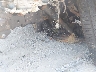 JTJHT00W353****** Repairable 2005 Lexus LX 470