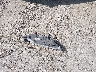 2C3CDXHG1GH****** Salvage 2016 Dodge Charger in California State
