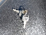 JH2RC4464WM****** Salvage 1998 Honda Vt750 in Texas State