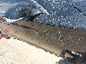 JN1BV7AP3FM****** Repairable 2015 Infiniti Q50 in California State
