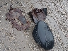 JTEBU11F170****** Wrecked 2007 Toyota FJ Cruiser in Ohio State
