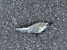 KMHD35LH6EU****** Destrozados 2014 Hyundai Elantra en Estado de Florida