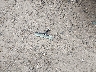 5FNYF4H22FB****** Destrozados 2015 Honda Pilot en Estado de Ohio