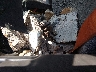 3HSDZSZR5SN****** Repairable 2025 International Lt in Specialty Division