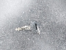 1HFSC43072A****** Salvage 2002 Honda Vt1100 in Florida State