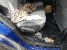 2T3BFREV5FW****** Destrozados 2015 Toyota RAV4 en Louisville North