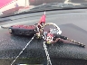 WDBKK49F01F****** Salvage 2001 Mercedes-Benz SLK-Class in Virginia State