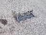 2FMDK39C27B****** Wrecked 2007 Ford Edge in Missouri State