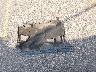 WBAVL1C56EV****** Wrecked 2014 BMW X1 in Colorado State