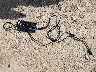HU3S1YWB9R0****** Destrozados 2025 Sur Ron X en Estado de Florida
