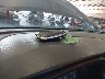 3N1CP5CV0PL****** Salvage 2023 Nissan Kicks in Tennessee State