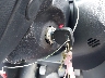 JM1BK123451****** Salvage 2005 Mazda 3 in Texas State