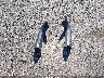 2T3W1RFV7RW****** Wrecked 2024 Toyota RAV4 in Nevada State