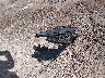 3VV3B7AX6LM****** Destrozados 2020 Volkswagen Tiguan en Estado de Mississippi