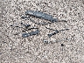 2HGFB6E56DH****** Wrecked 2013 Honda Civic in Illinois State