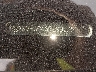 KMHGC46E99U****** Used 2009 Hyundai Genesis