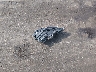 WAUJEGFF5K1****** Wrecked 2019 Audi A3 in North Carolina State