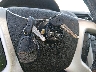 1GNLVHED4AJ****** Salvage 2010 Chevrolet Traverse in Nebraska State