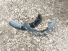 1D8GU58K87W****** Wrecked 2007 Dodge Nitro in Nebraska State