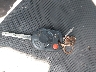 1FADP3F2XDL****** Salvage 2013 Ford Focus in North Carolina State