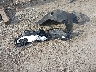 5YJ3E1EA0PF****** Destrozados 2023 Tesla Model 3 en Estado de California