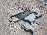 WDCGG8JBXEG****** Wrecked 2014 Mercedes-Benz GLK-Class in New Mexico State