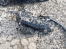 2T2BK1BA5EC****** Wrecked 2014 Lexus RX 350 in Georgia State