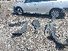 5J6RW2H58KA****** Wrecked 2019 Honda CR-V in Pennsylvania State