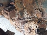 1N6ED26Y71C****** Salvage and Repairable 2001 Nissan Frontier in Maine State
