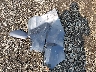 19XZE4F56KE****** Wrecked 2019 Honda Insight in New York State