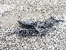 1C4RDJDG2NC****** Wrecked 2022 Dodge Durango in Pennsylvania State