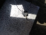 JTMZD33V385****** Salvage 2008 Toyota RAV4 in Florida State