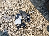 5TDKSKFC9MS****** Wrecked 2021 Toyota Sienna in Massachusetts State