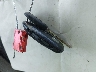 1G1ZA5E15BF****** Salvamento 2011 Chevrolet Malibu en Estado de Arkansas