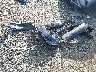 JTEBU5JR8F5****** Wrecked 2015 Toyota 4Runner in Virginia State