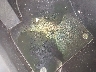 WVGAV7AX5CW****** Wrecked 2012 Volkswagen Tiguan in Virginia State