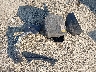 4T1BF1FK5HU****** Wrecked 2017 Toyota Camry in North Carolina State