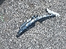5NPEC4AB3DH****** Wrecked 2013 Hyundai Sonata in Florida State