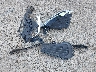 3VW7M7BU4PM****** Wrecked 2023 Volkswagen Jetta in Montana State