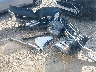 1GCUYDED5LZ****** Wrecked 2020 Chevrolet Silverado 1500 in Ohio State