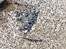 JA4JZ4AX1KZ****** Wrecked 2019 Mitsubishi Outlander in Ohio State