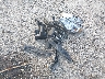 JF1GJAN63FH****** Destrozados 2015 Subaru Impreza en Estado de Nueva Jersey