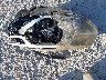 KNDJN2A29G7****** Wrecked 2016 Kia Soul in Florida State