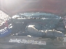 1FTZX1762WN****** Repairable 1998 Ford F-150 in Greenville