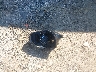 KM8SRDHF7FU****** Destrozados 2015 Hyundai Santa Fe en Estado de Massachusetts