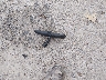 5NPD84LF3JH****** Wrecked 2018 Hyundai Elantra in Virginia State